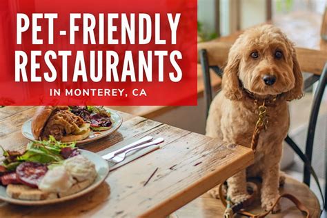 is olive garden pet friendly: exploring the nuances of pet-friendly policies in restaurants