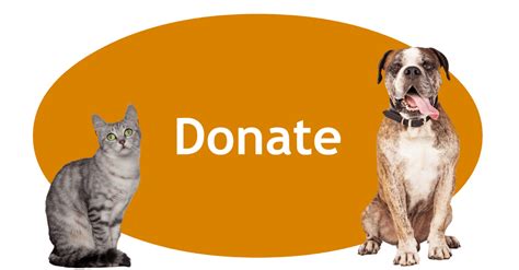 What Do Animal Shelters Need Donated? A Look at Their Varied Needs