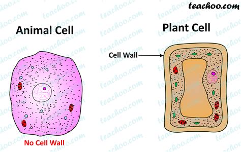 Why Do Animal Cells Not Have a Cell Wall: An Insight into Cellular Architecture